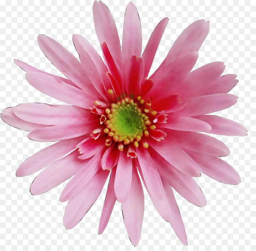 Transvaal Daisy，Branco PNG