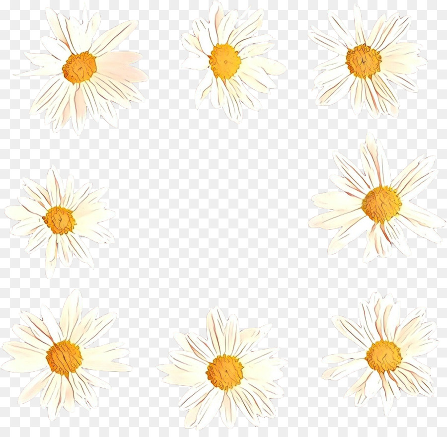 Oxeye Daisy，Crisântemo PNG