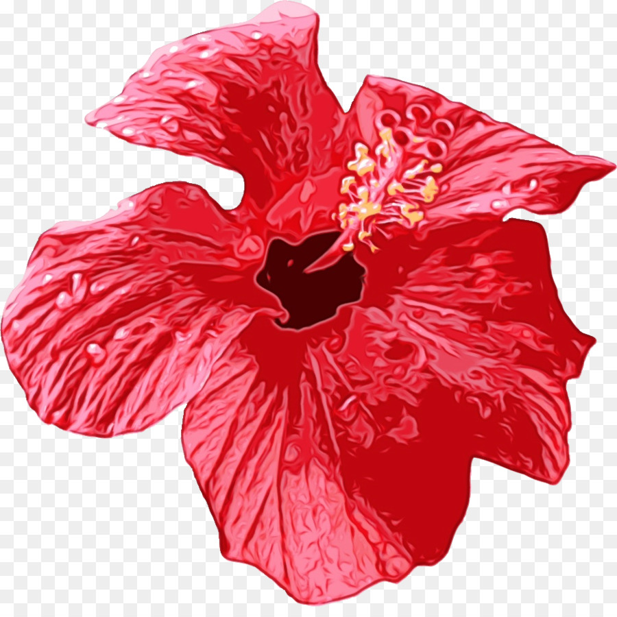 Flor De Hibisco Vermelho，Florescer PNG