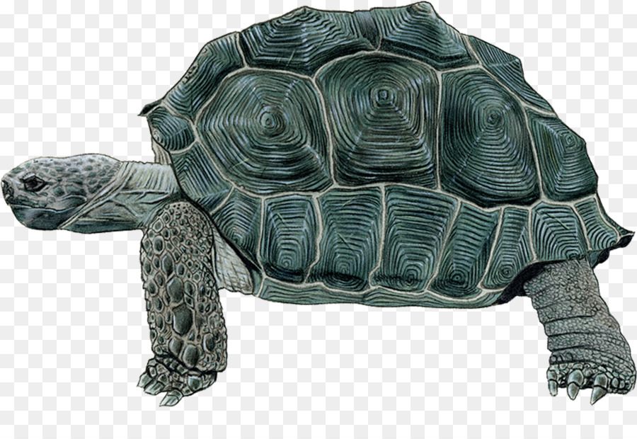 Tartaruga，Turtle PNG