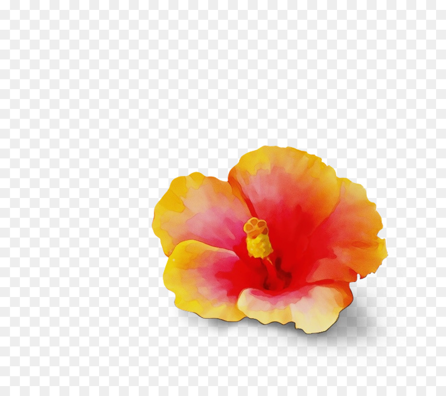 Flor Vermelha，Pétalas PNG