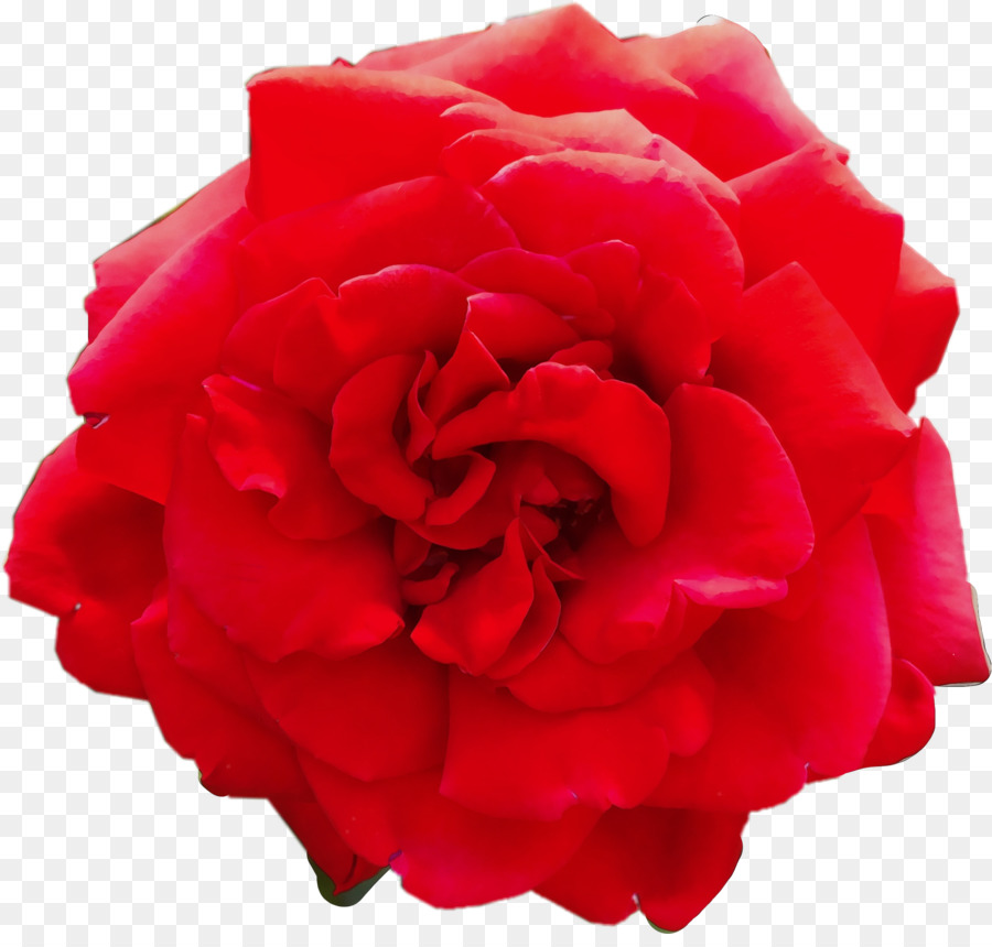 Rosa，Florescer PNG