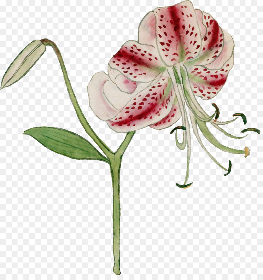 Flores De Corte，Orquídeas PNG