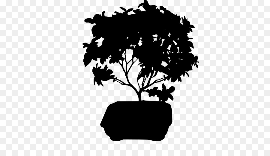 Ficus Higuera Retusa，Bonsai PNG