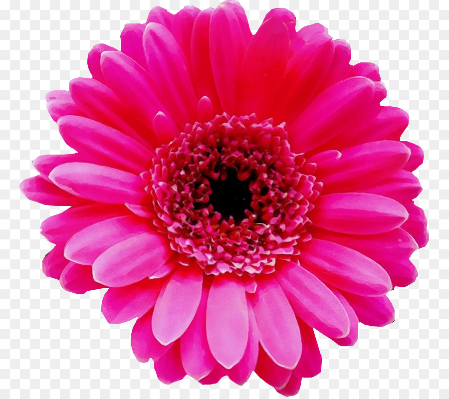 Transvaal Daisy，Flor PNG