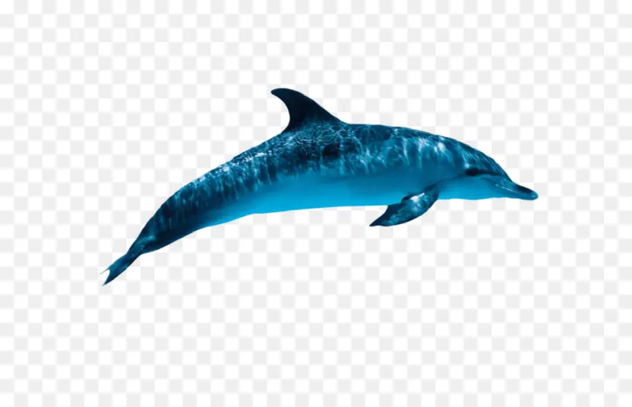 Dolphin，Baleias PNG