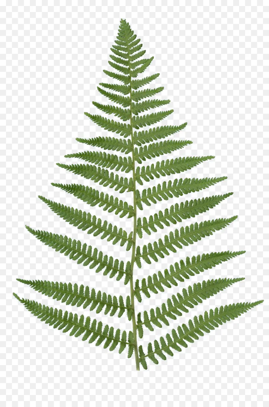 Fern，Plantas Vasculares PNG