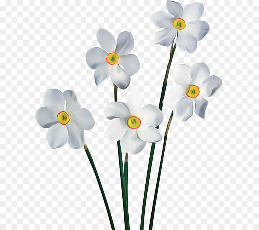 Flores Brancas，Florescer PNG