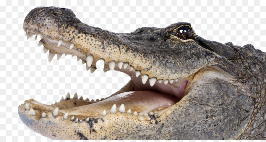 Crocodilo，Crocodilo De água Salgada PNG