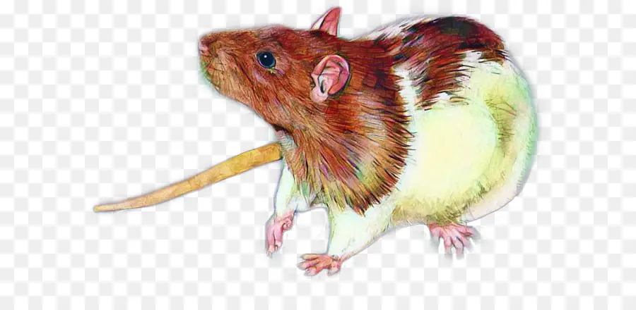 Desenho，Fancy Rat PNG