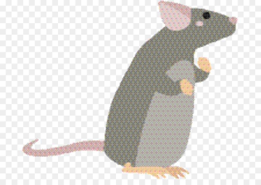 Rat，Leirão PNG