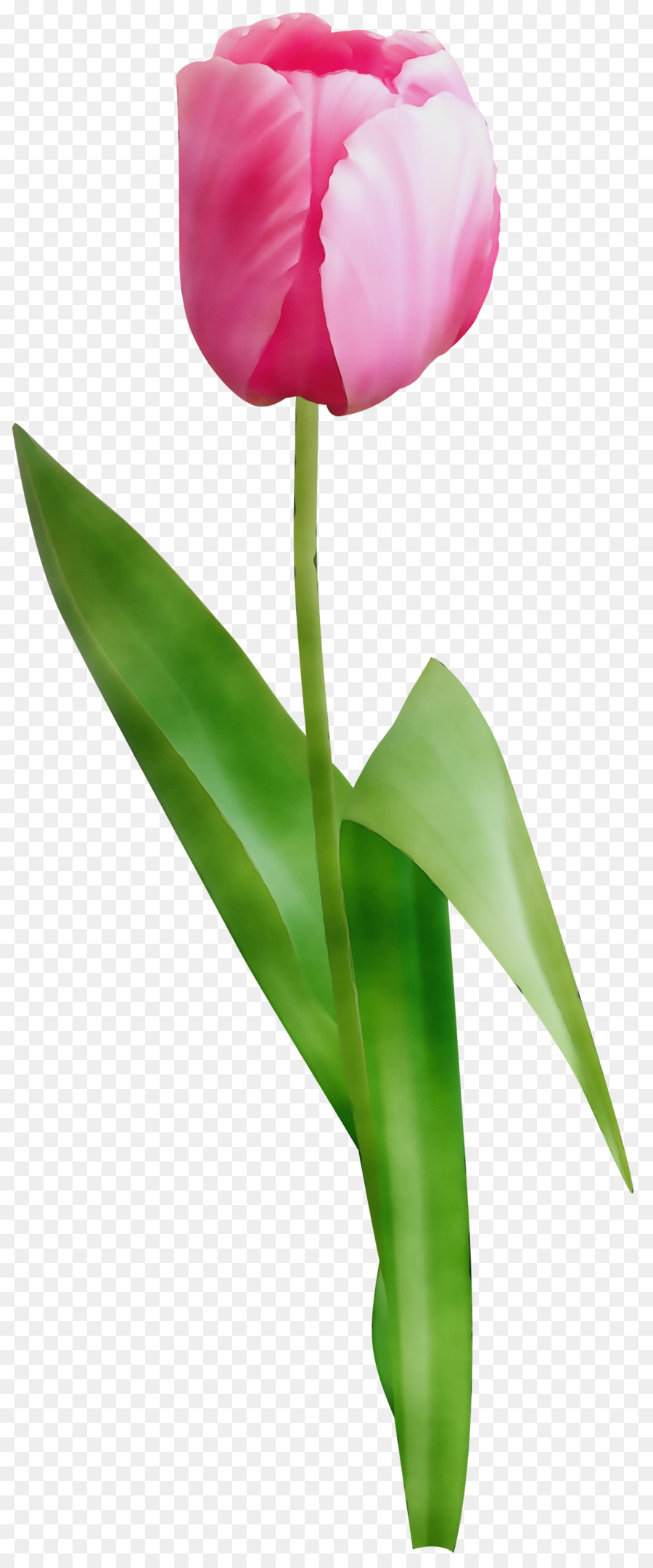 Tulipa Vermelha，Tronco PNG