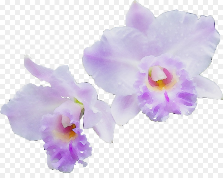 Orquídeas，Orquídeas Cattleya PNG