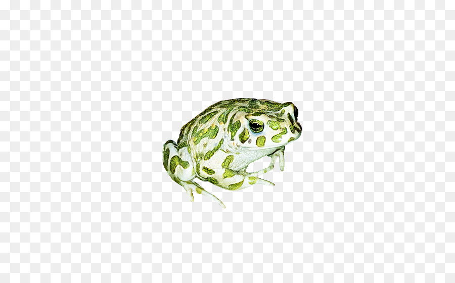 Verdadeiro Sapo，Toad PNG