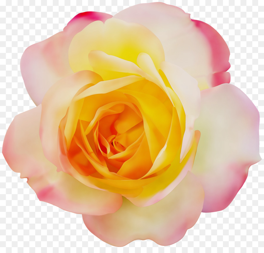 Rosa Branca，Florescer PNG