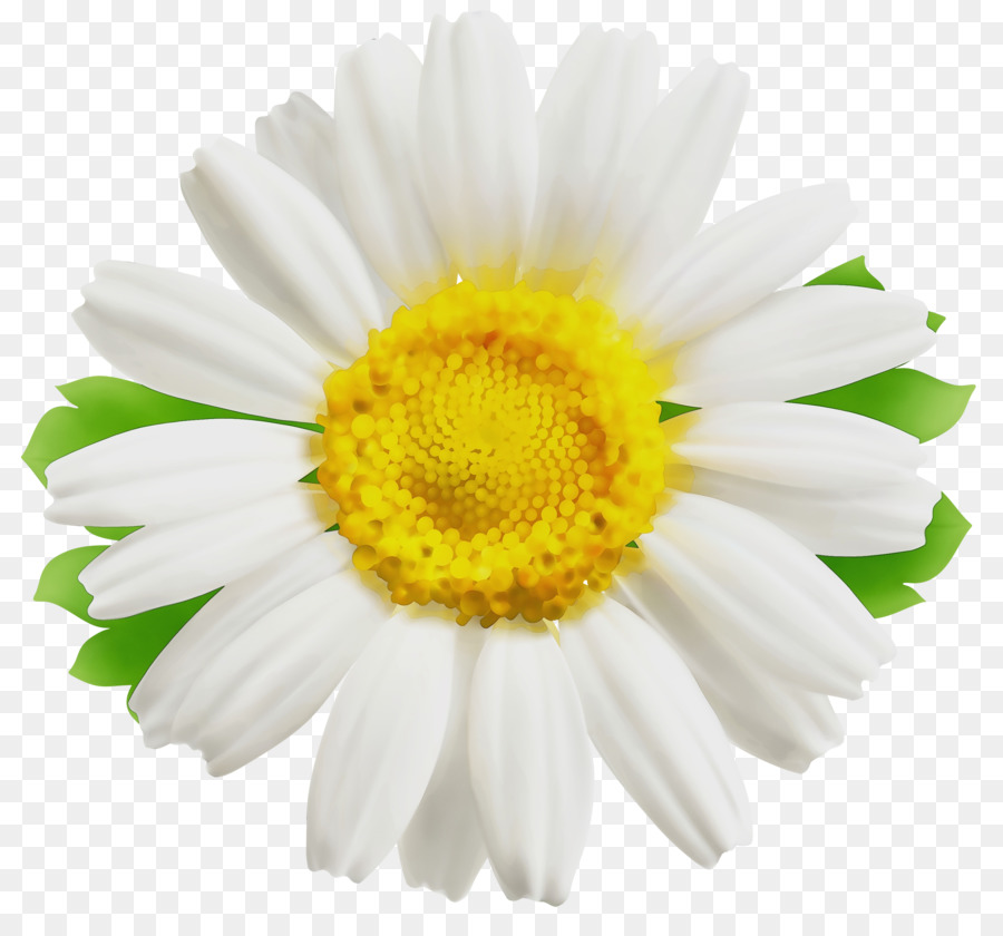 Daisy Família，Comum Daisy PNG