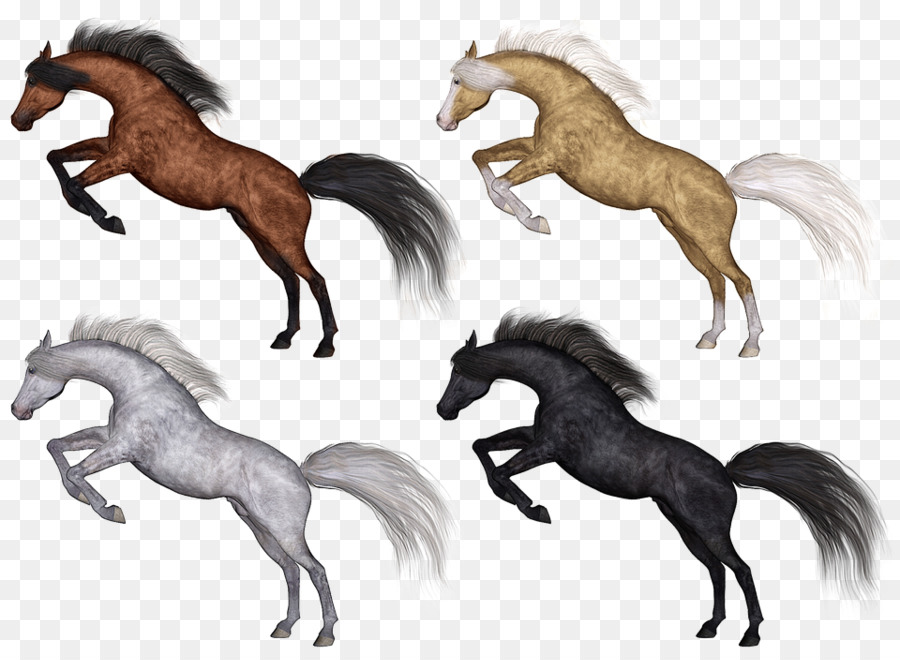 Cavalos，Equino PNG