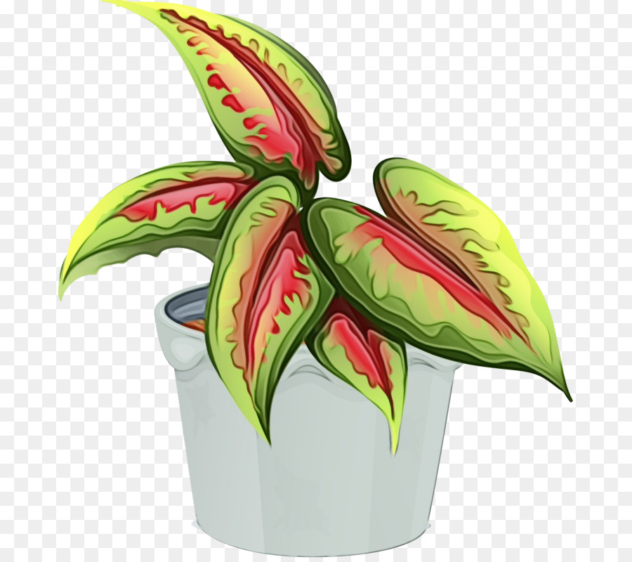 Planta Verde E Vermelha，Folhas PNG