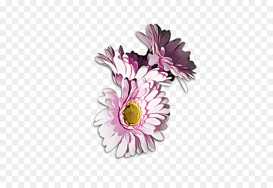 Transvaal Daisy，Crisântemo PNG