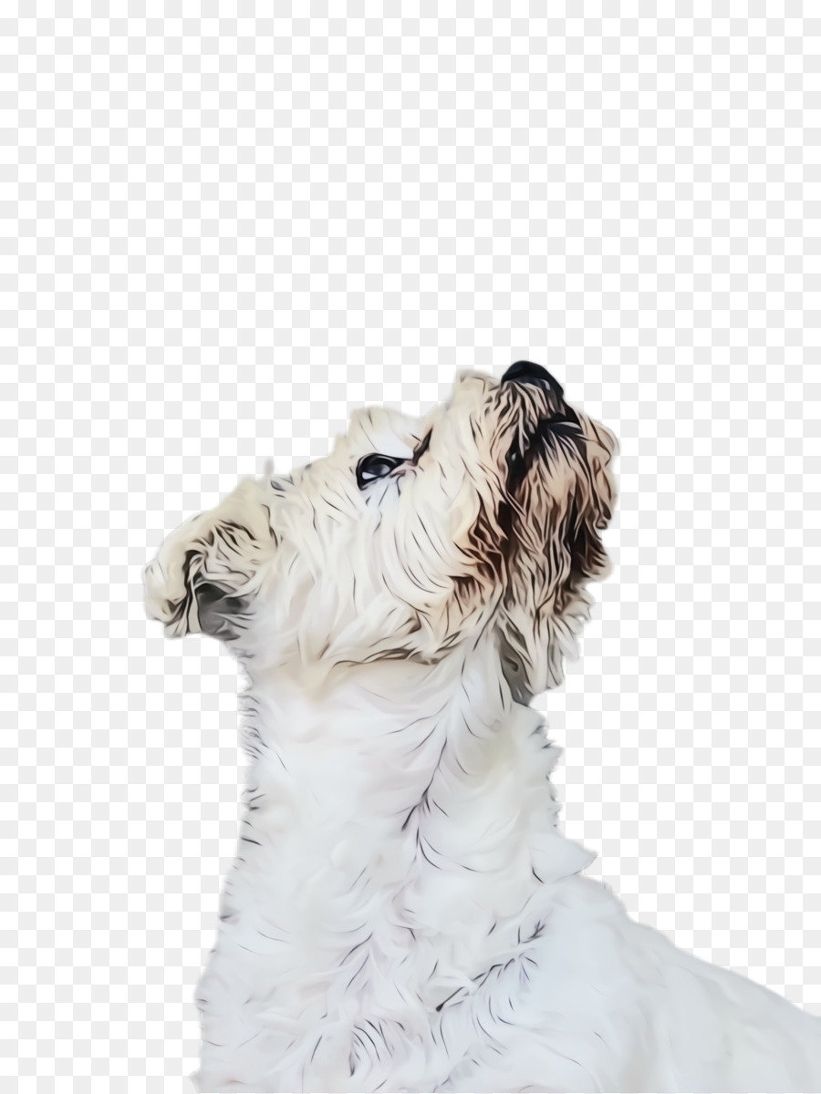 Fio De Cabelo Fox Terrier，Softcoated De Trigo Terrier PNG