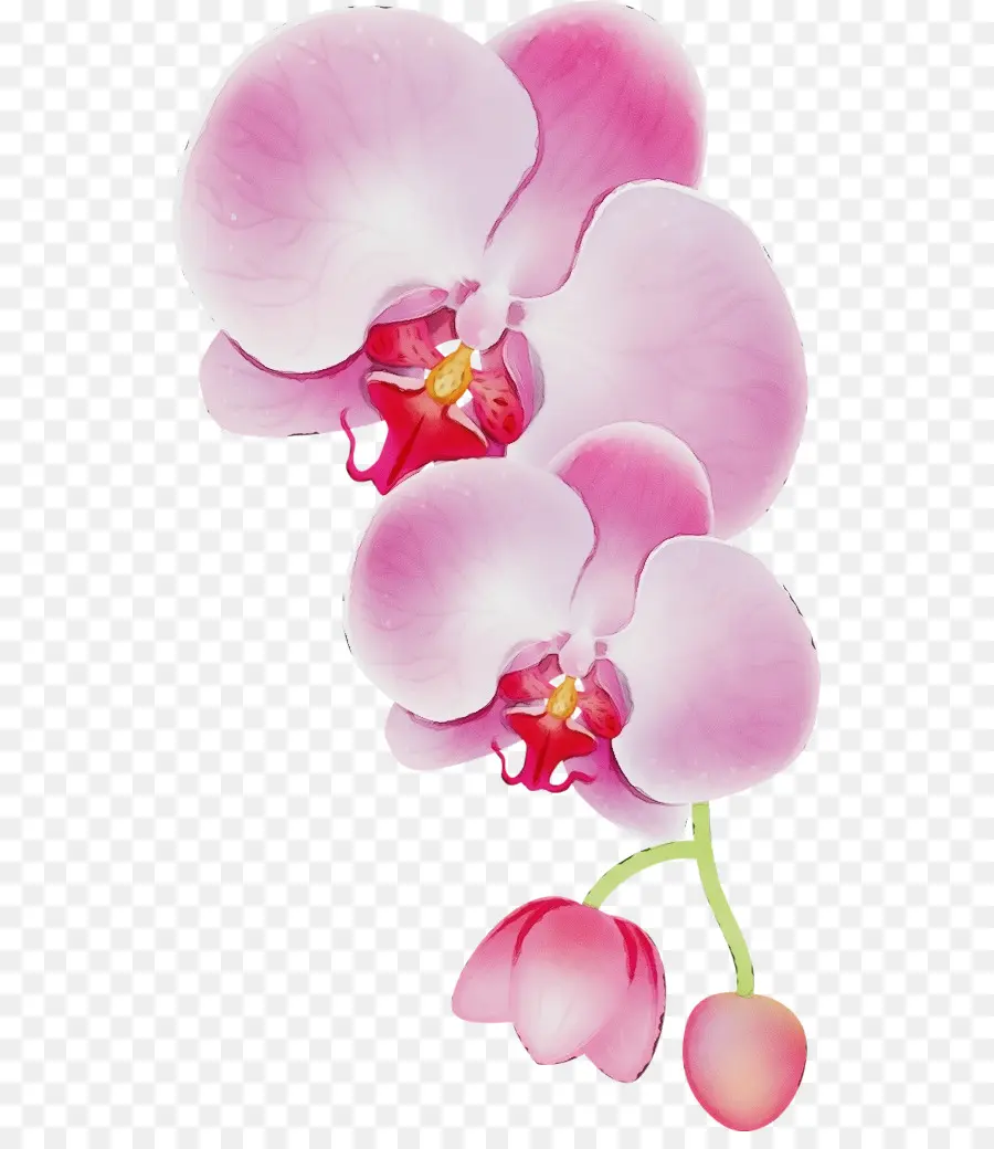 Desenho，Orquídeas PNG