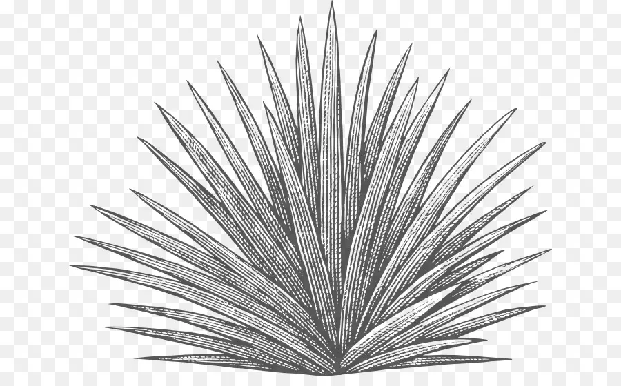 Planta De Agave，Natureza PNG