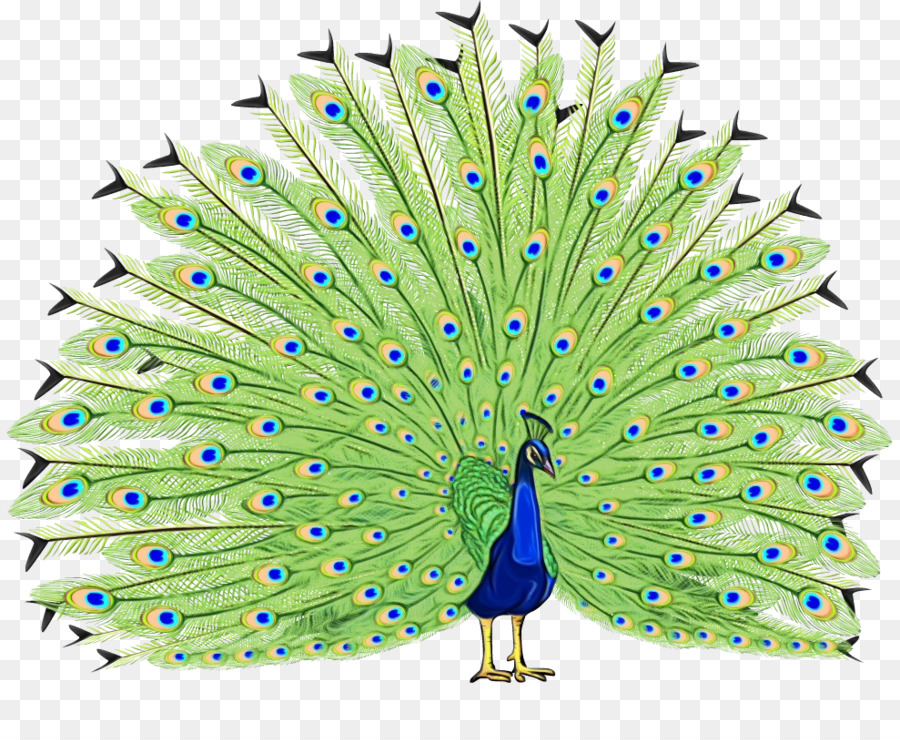 Peafowl，Aves PNG