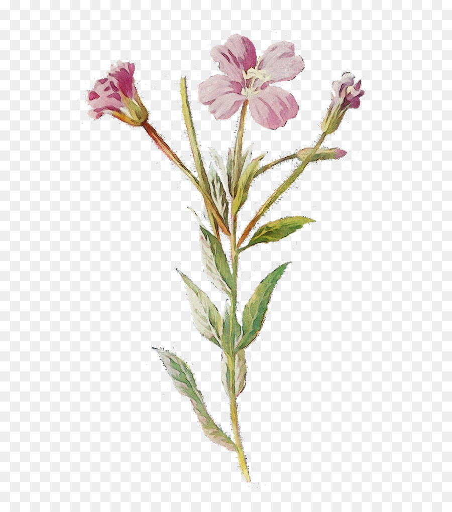 Flores Silvestres，Roupas Vintage PNG