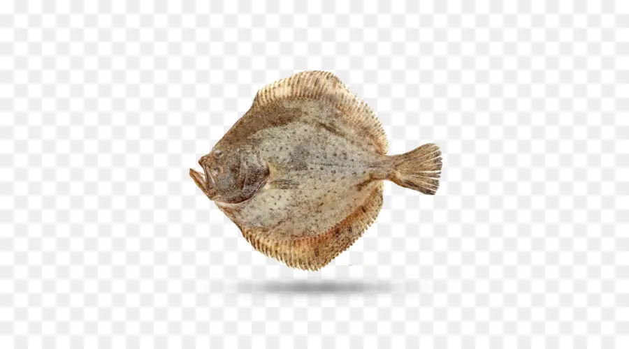 Peixe，Peixe Chato PNG