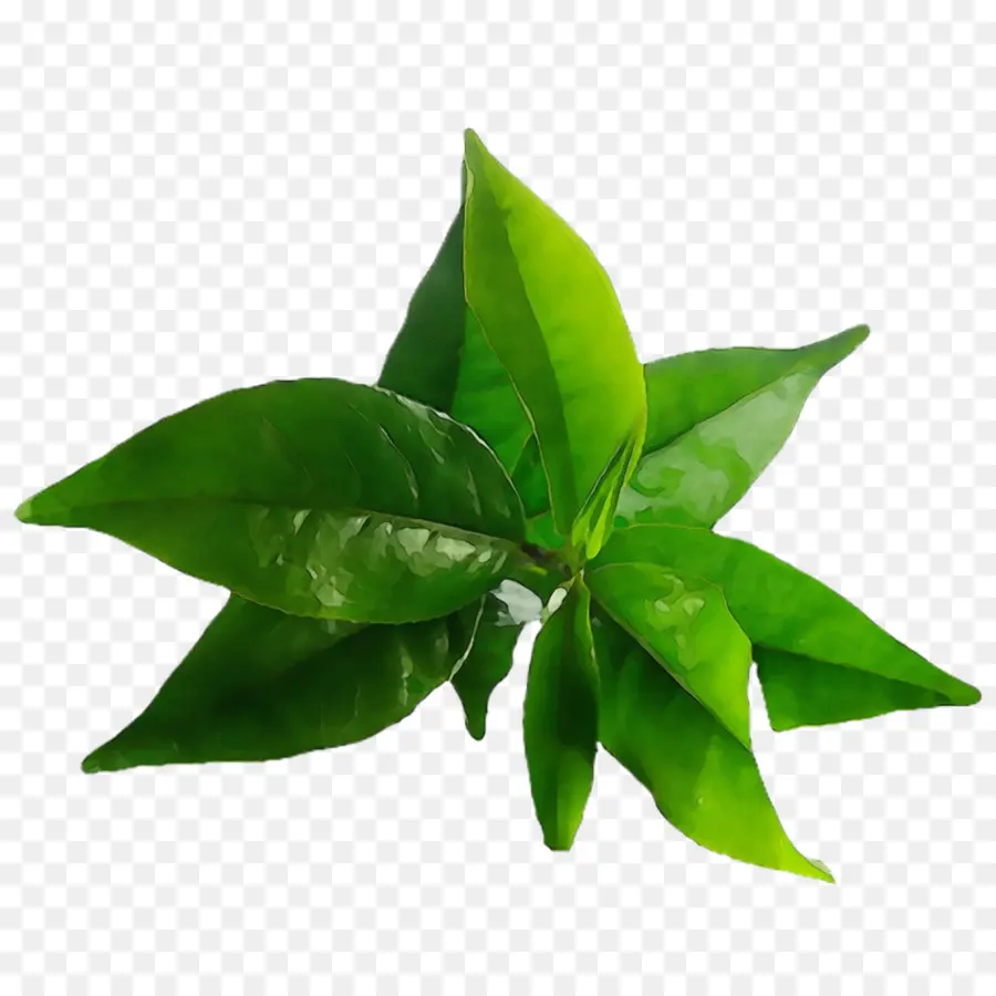 Chá，Planta Do Chá PNG