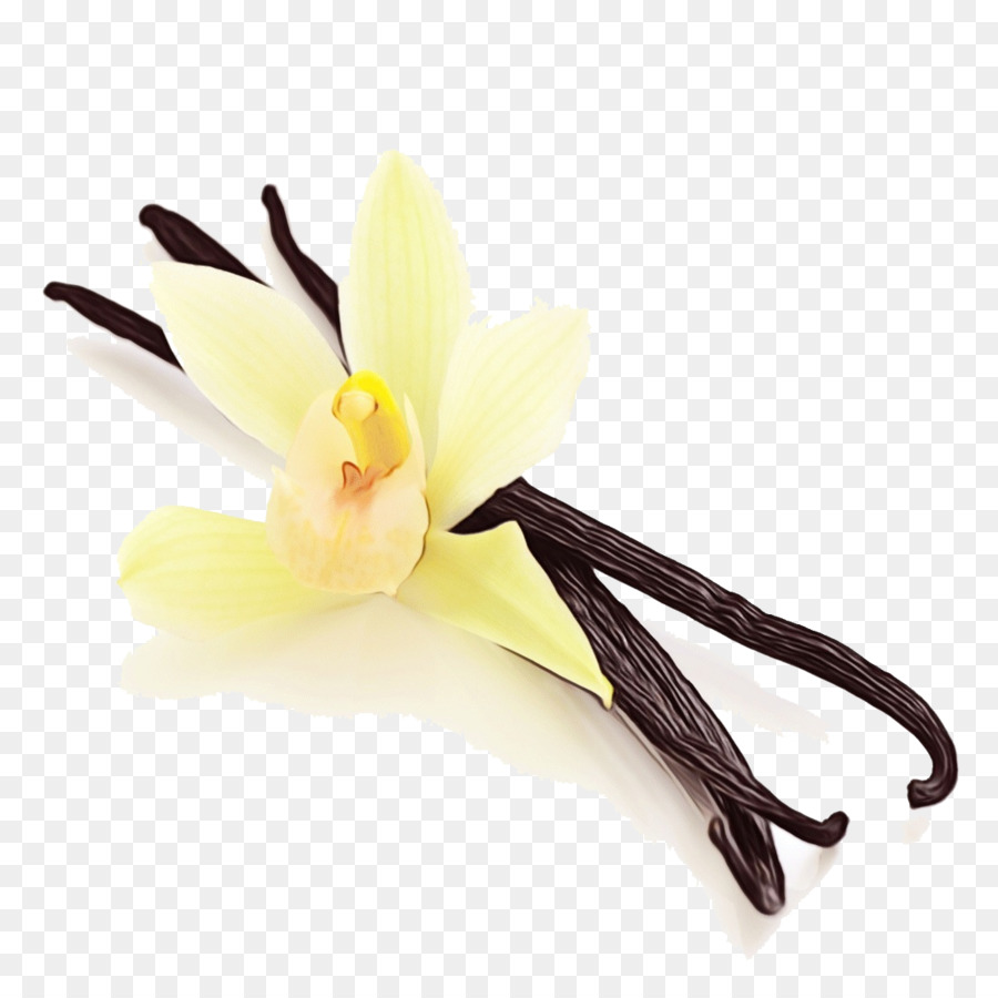 Flor De Baunilha，Amarelo PNG