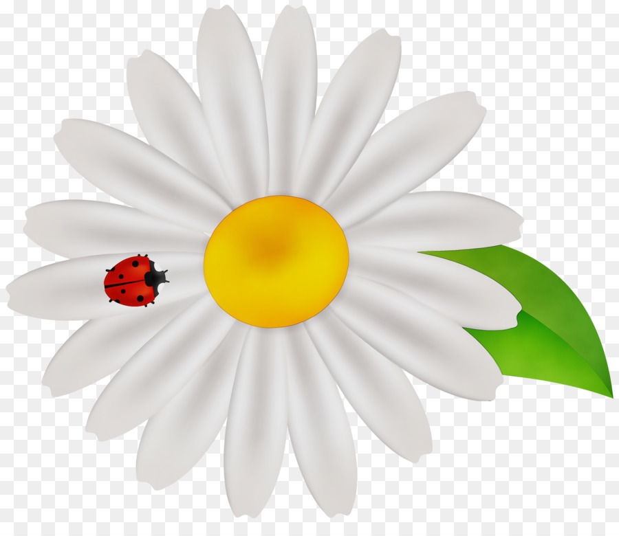 Margarida，Branco PNG