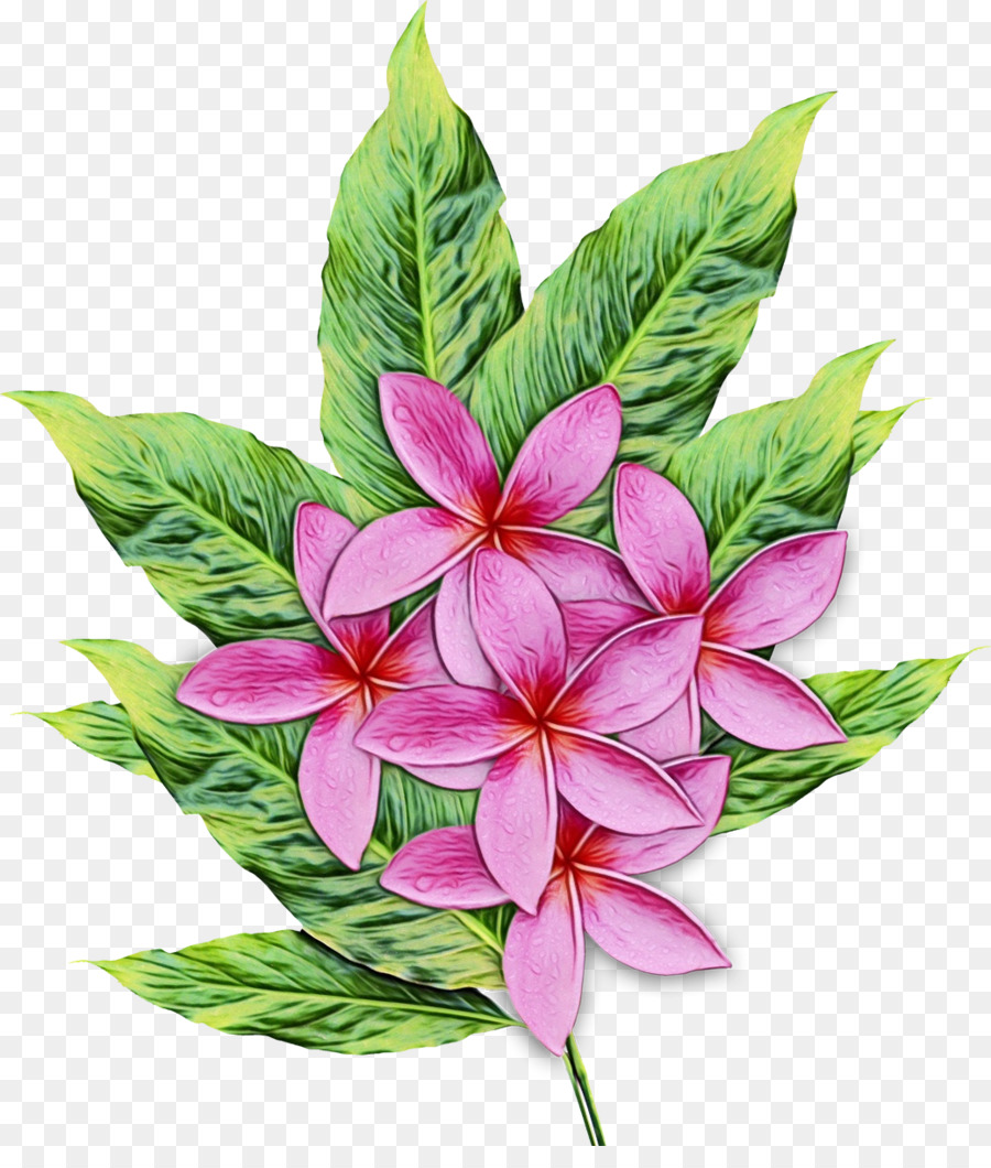 Design Floral，Flor PNG