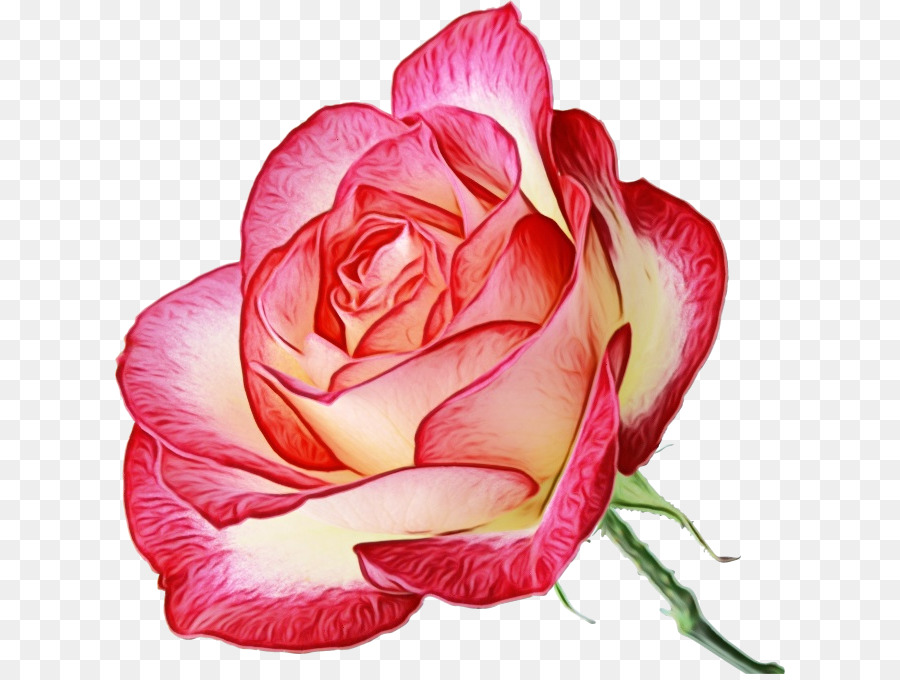 Cor De Rosa，As Rosas Do Jardim PNG