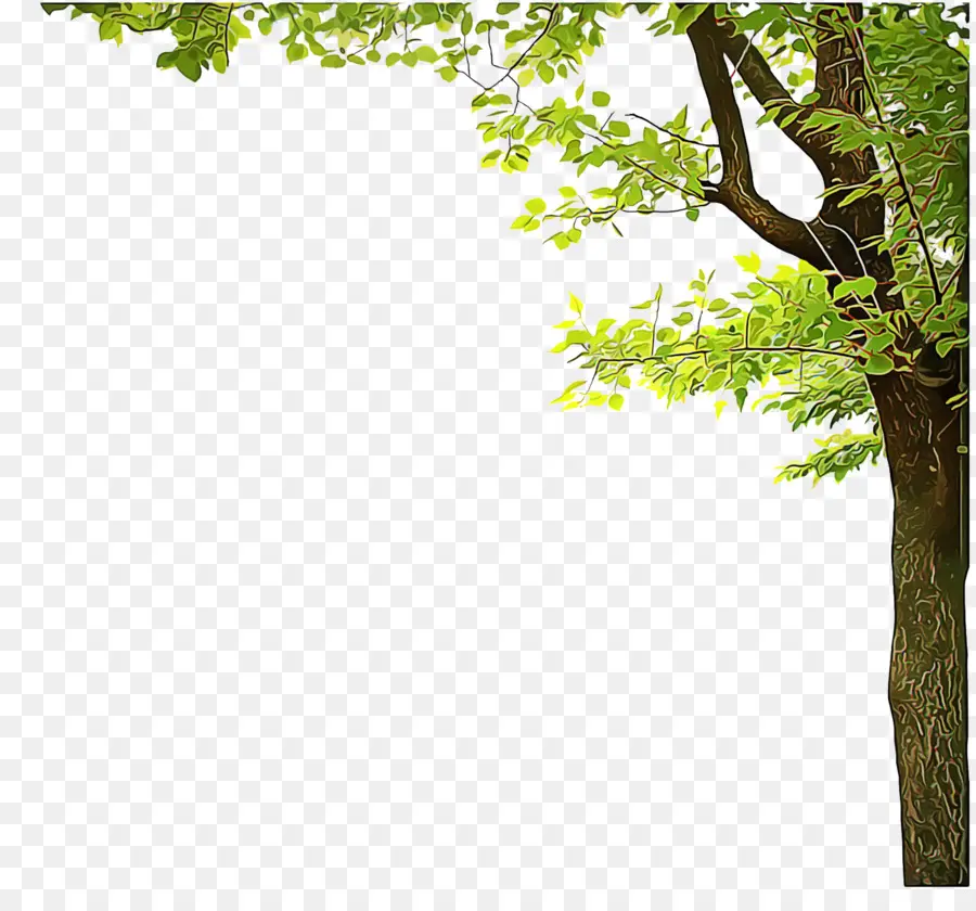 Bordas E Molduras，árvore PNG