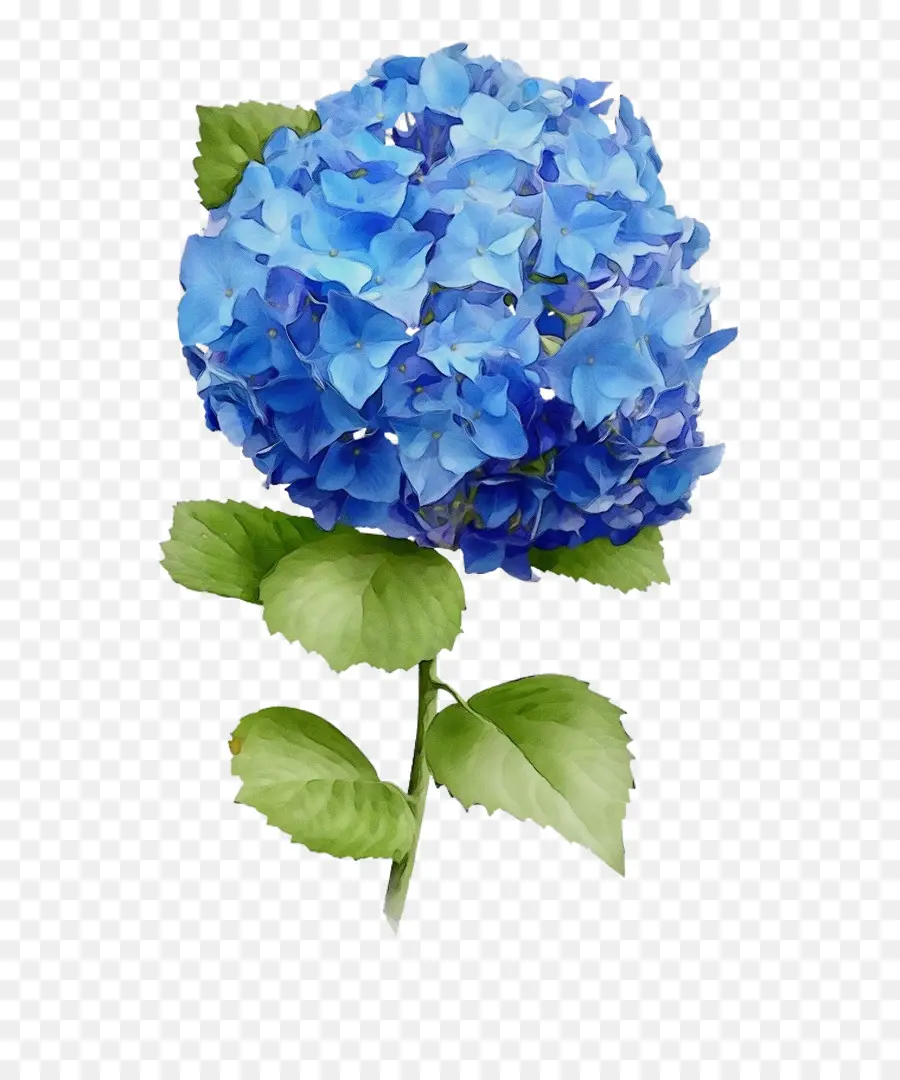 Flor Azul，Botânico PNG