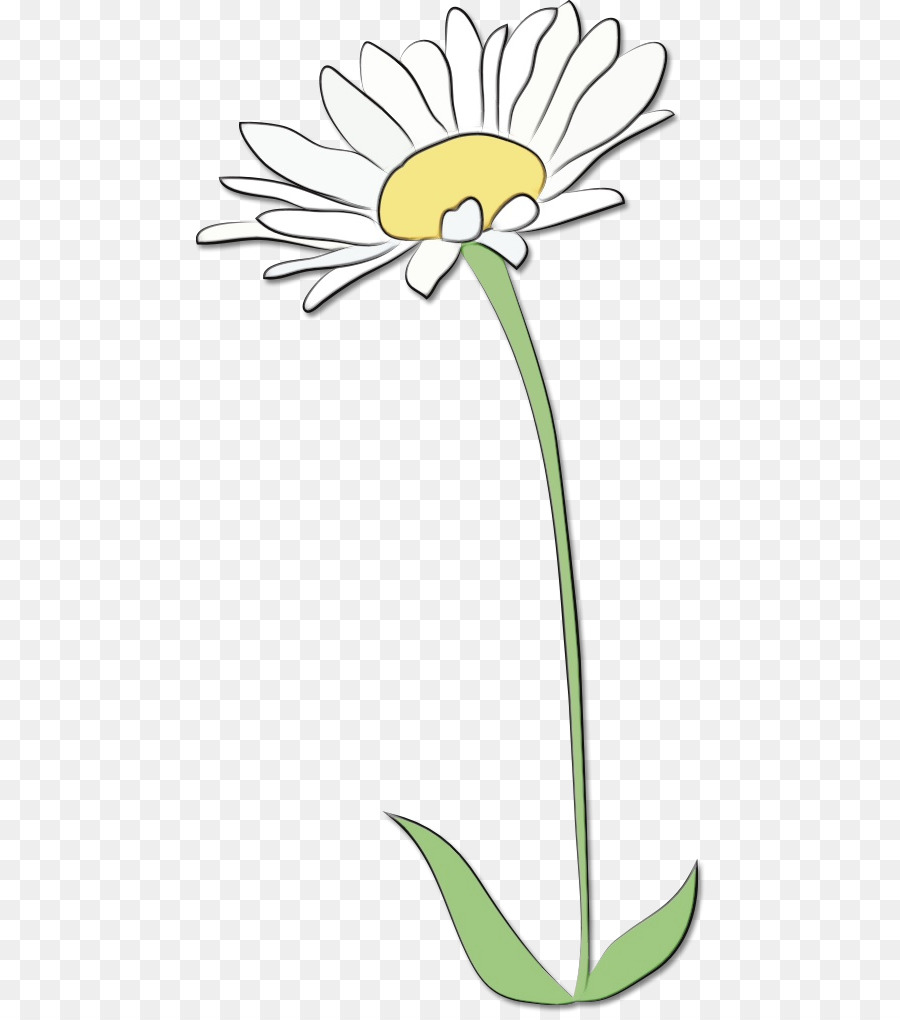 Oxeye Daisy，Design Floral PNG