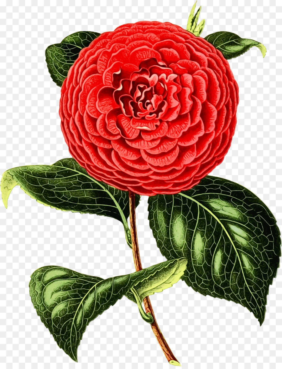 Flor，Japonês De Camélia PNG