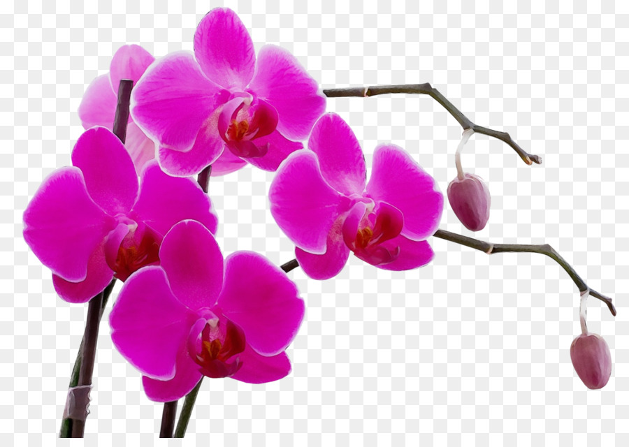 Orquídeas，Ela PNG