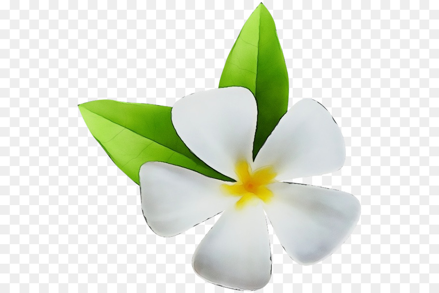 Flores De Pluméria，Florescer PNG