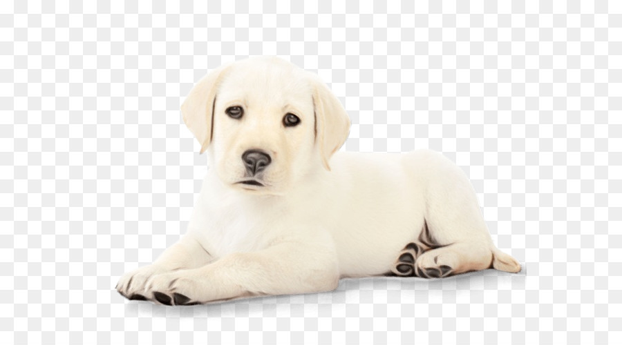 Labrador Retriever，Filhote De Cachorro PNG