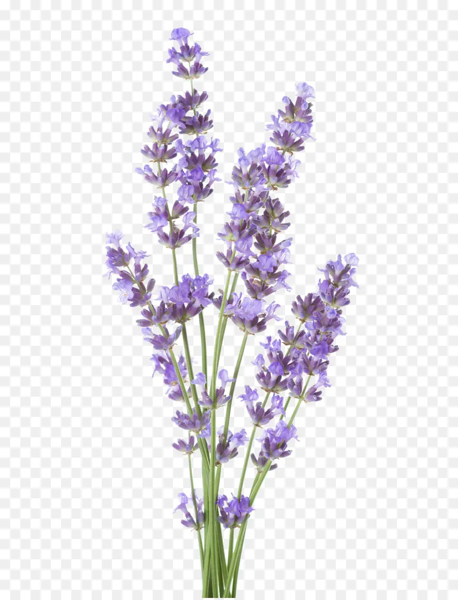 Lavanda，Roxo PNG