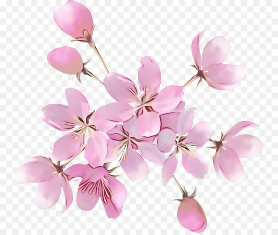 Blossom，Stau150 Minvuncnr Anúncio PNG