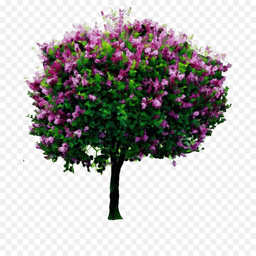 árvore，Comum Lilás PNG