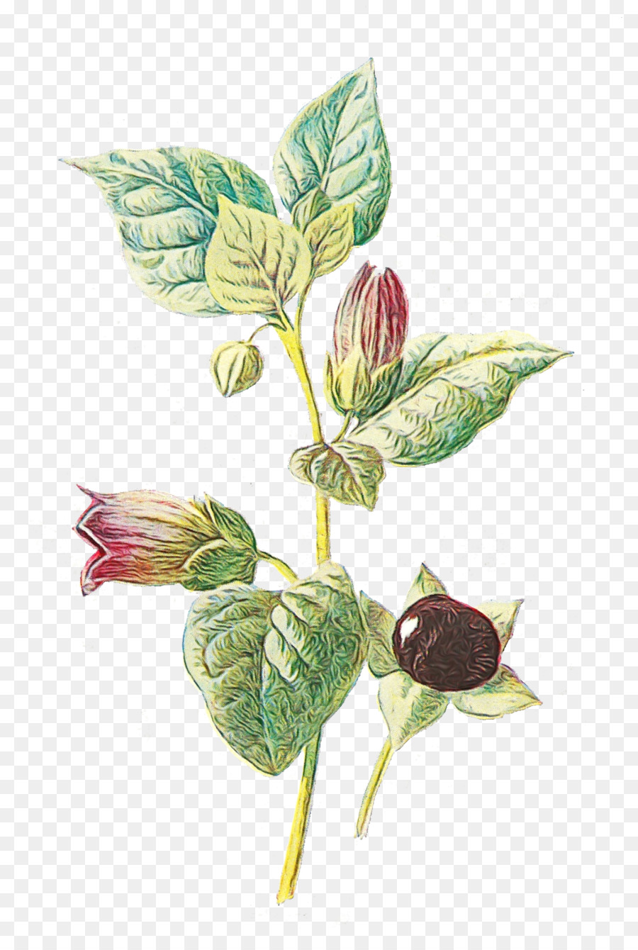 Belladonna，Plantas PNG