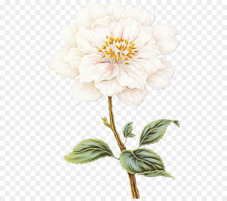 Flor，Desenho PNG