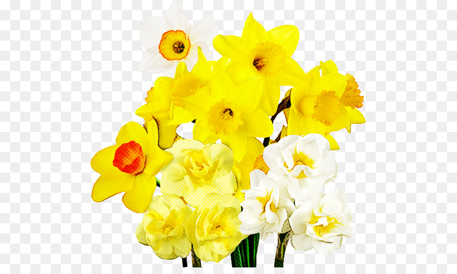 Narcisos，Amarelo PNG