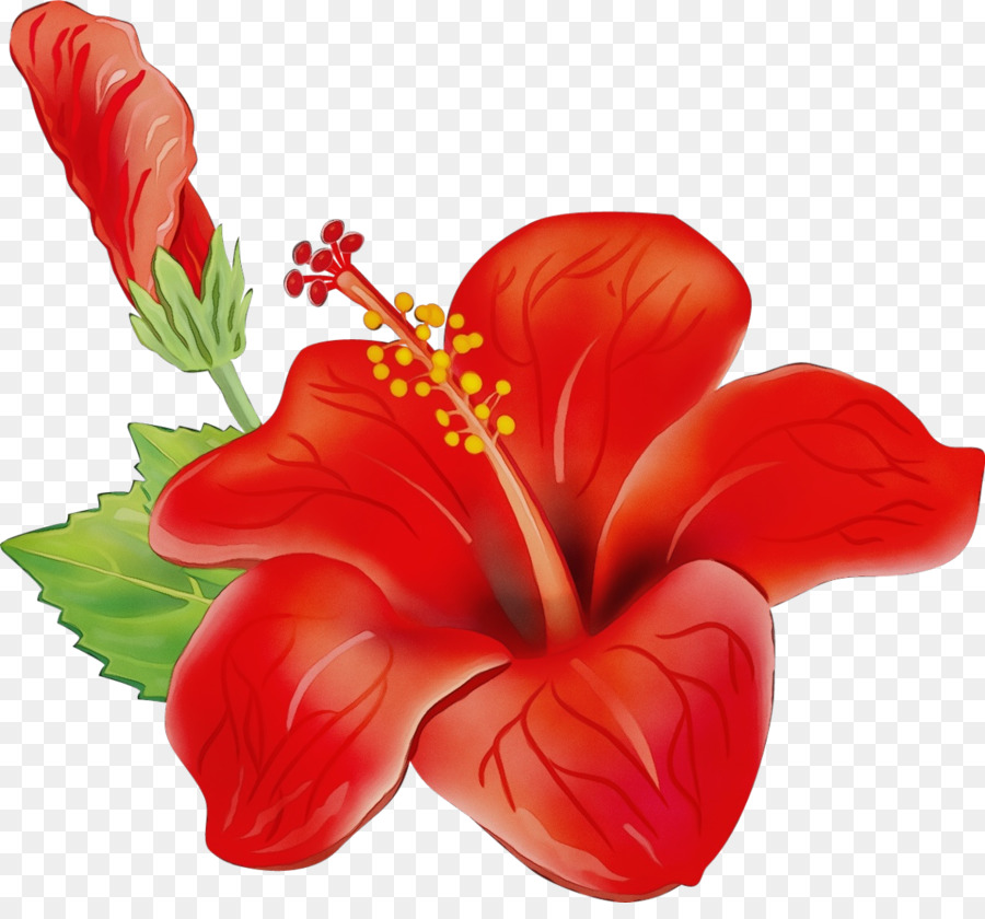 Flor，Design Floral PNG