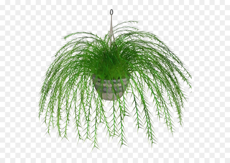 Espada De Samambaia，Fern PNG