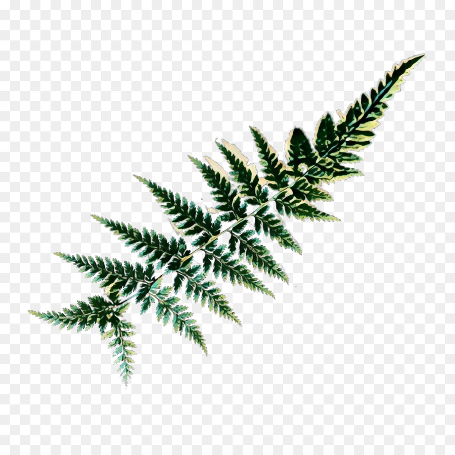 Fern，Folha PNG